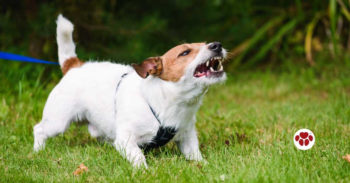 CBD has been shown to have calming effects on dogs and helps reduce aggressive behavior