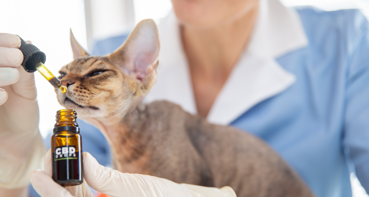 Best cbd for cats