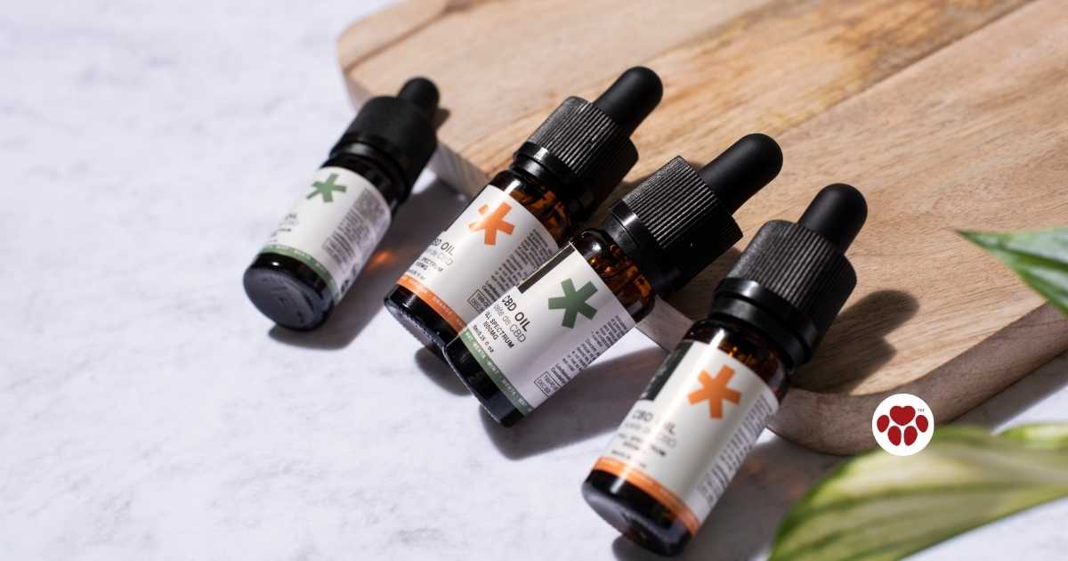 Best CBD oil for dogs