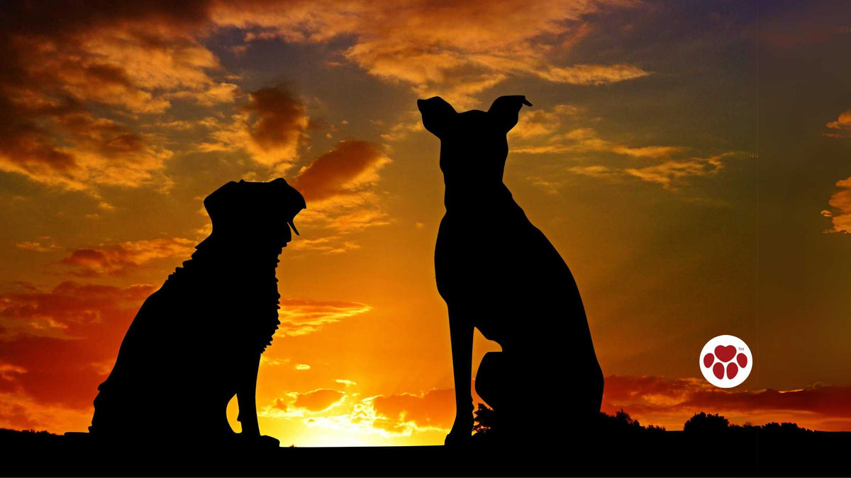 Learn about female dog's heat cycle