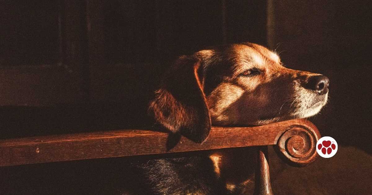 CBD oil to ease dogs' cramps