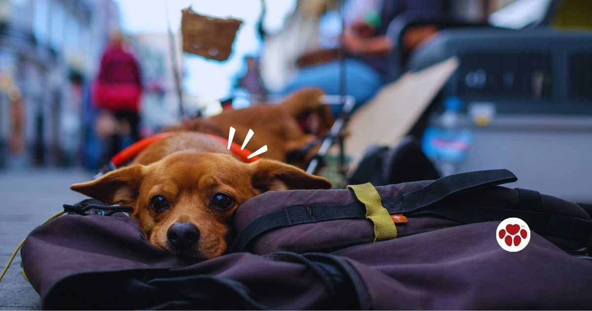CBD oil for paralyzed dogs