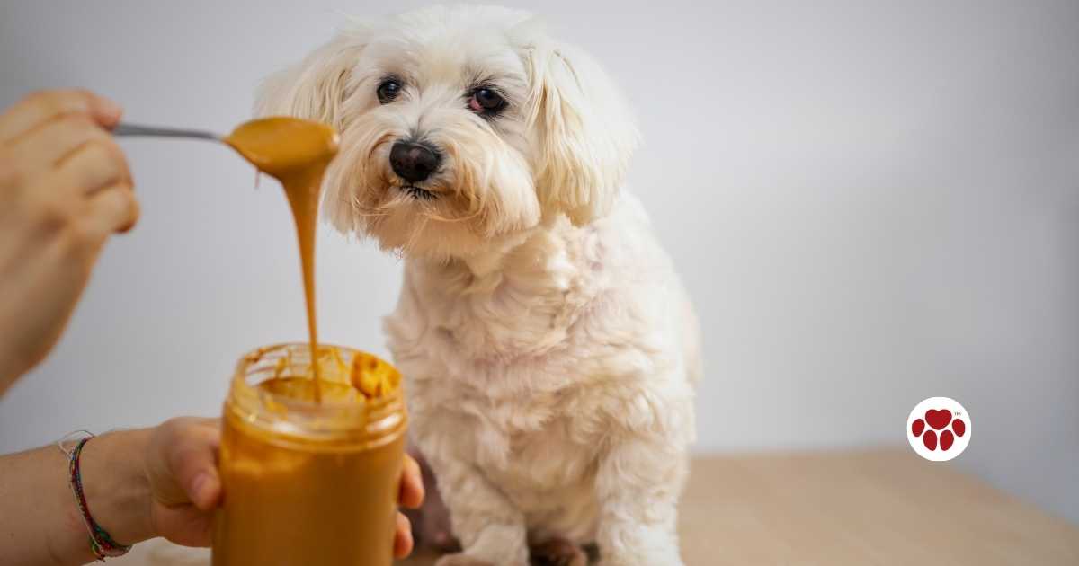 Can Dogs Eat Peanut Butter?