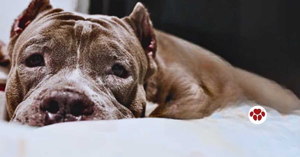 Causes, symptoms, and treatment for bladder infection in dogs