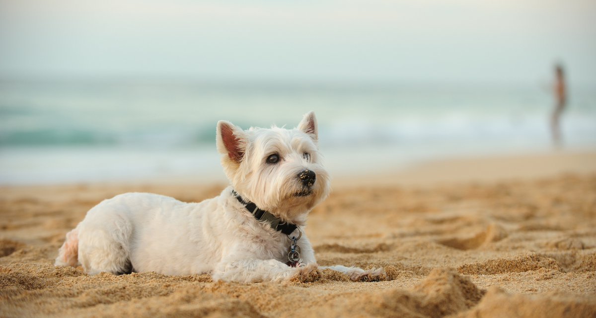 CBD balm for dogs