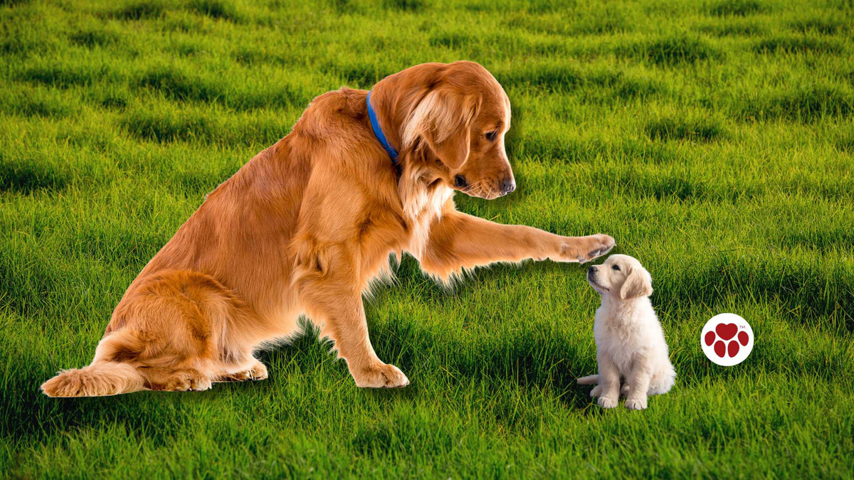 Proper CBD dosage for dogs of different ages