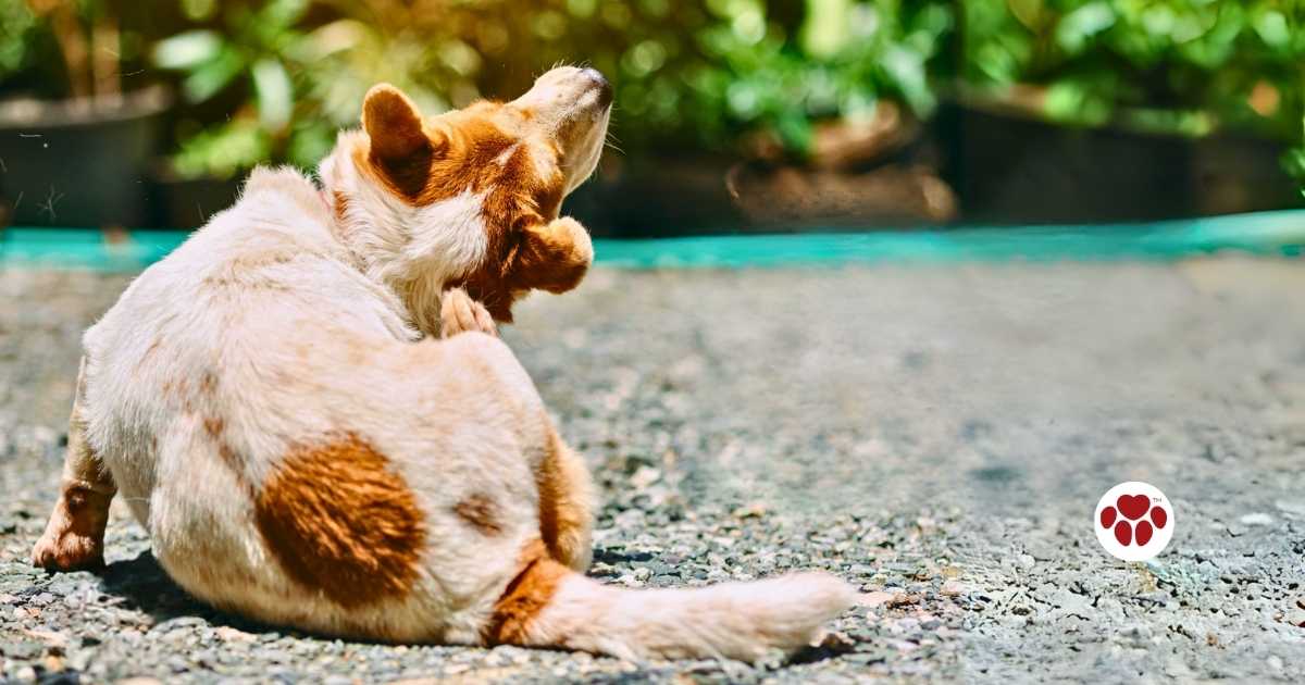 CBD for dog with skin allergies