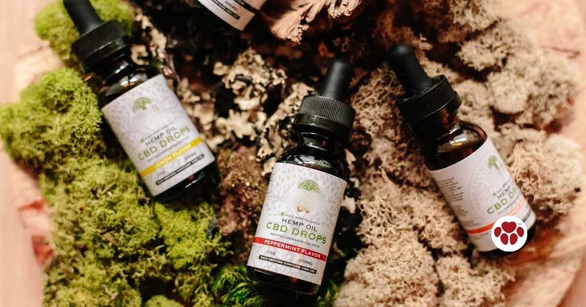 CBD oil to relieve canine joint pain