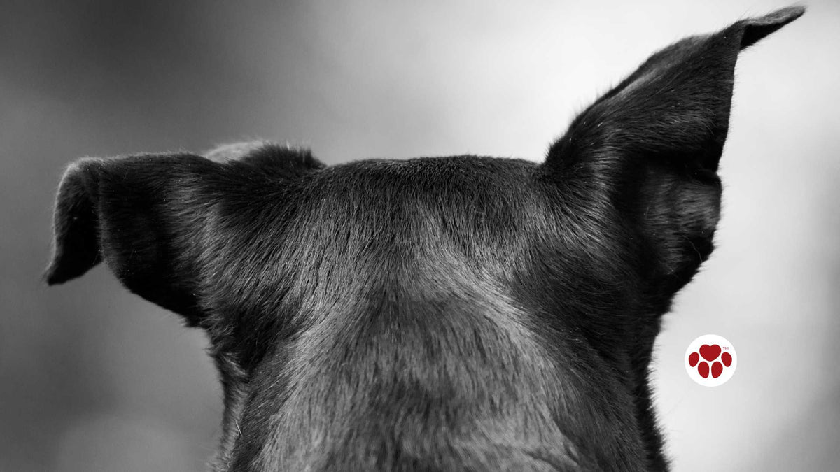 CBD oil for dogs' cognitive and emotional wellness