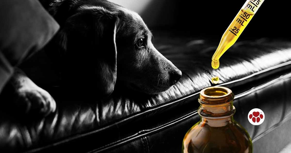 CBD oil for dogs with anxiety