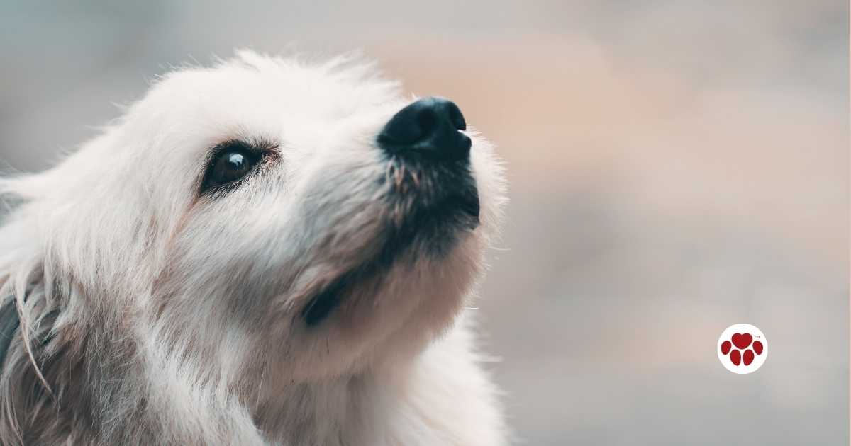 CBD oil for dogs' dysplasia