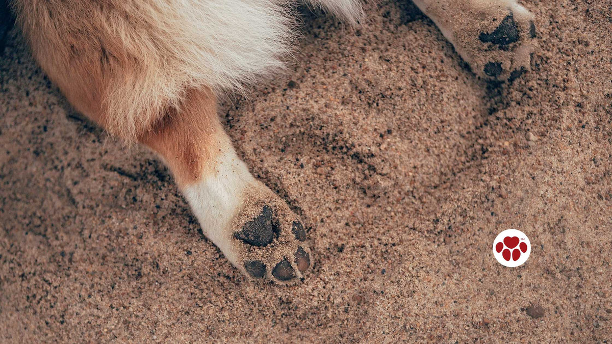 CBD versus NSAIDs for dogs with arthritis