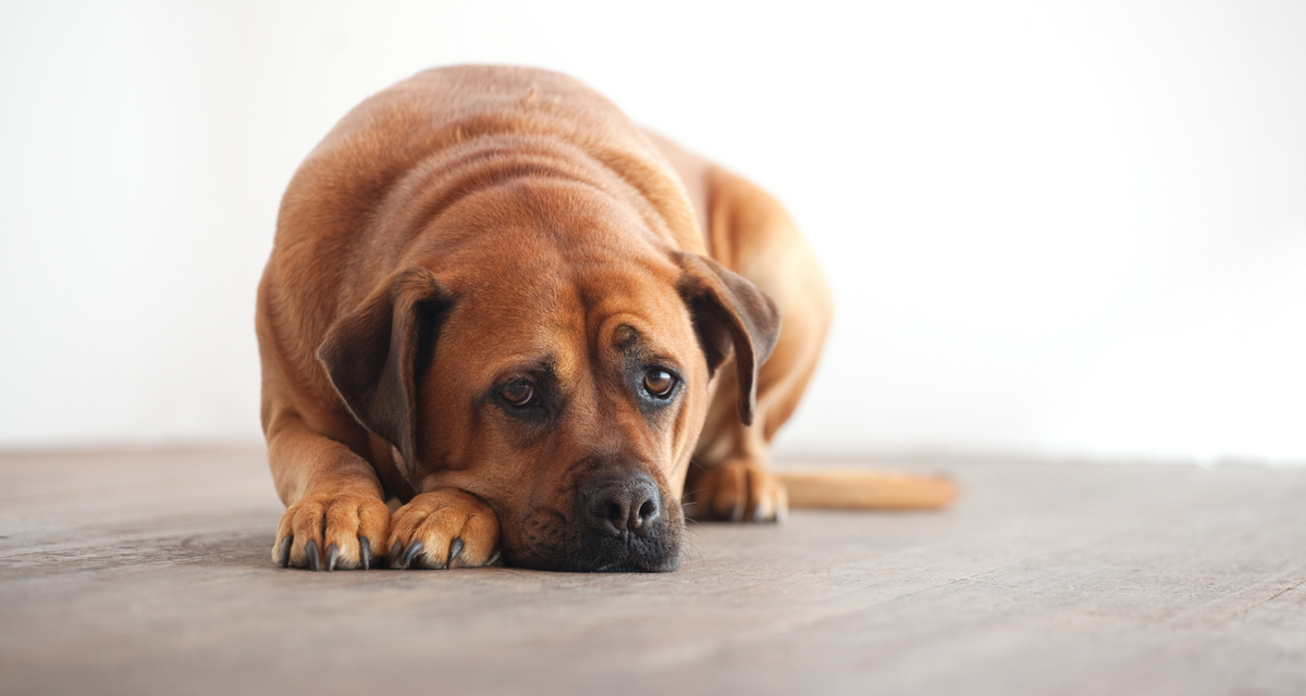 Dog diarrhea remedy
