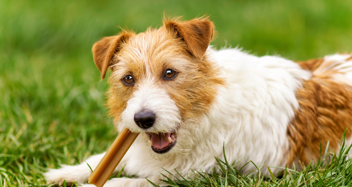 dog that suffers from anxiety
