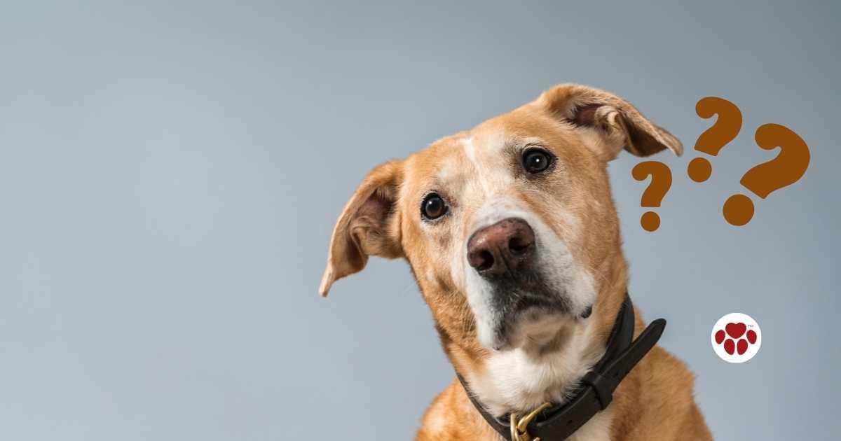 Learn how to read dog's emotions