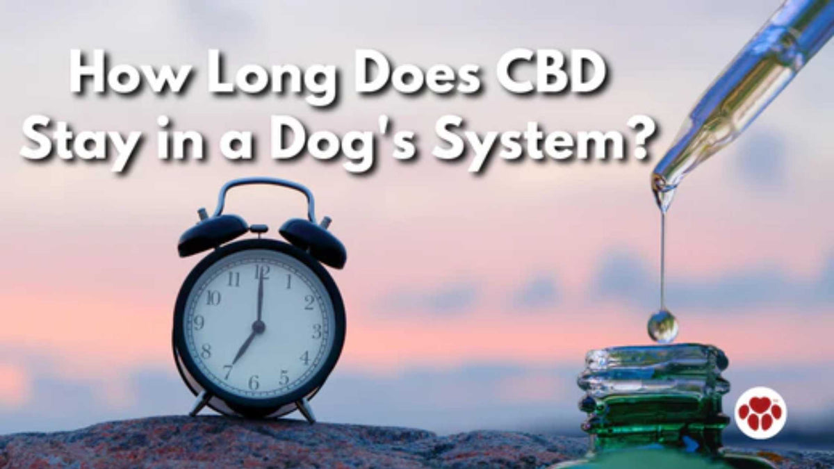 How long does CBD stay in dog's system?