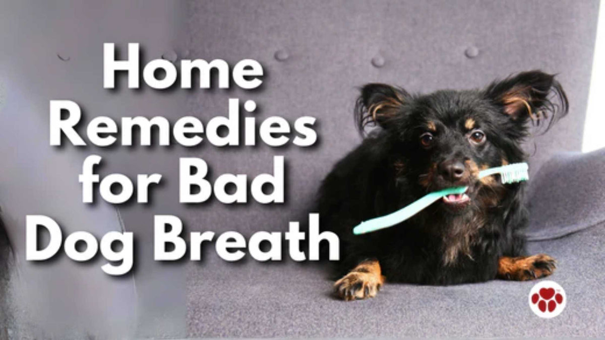 Home remedies for bad dog breath