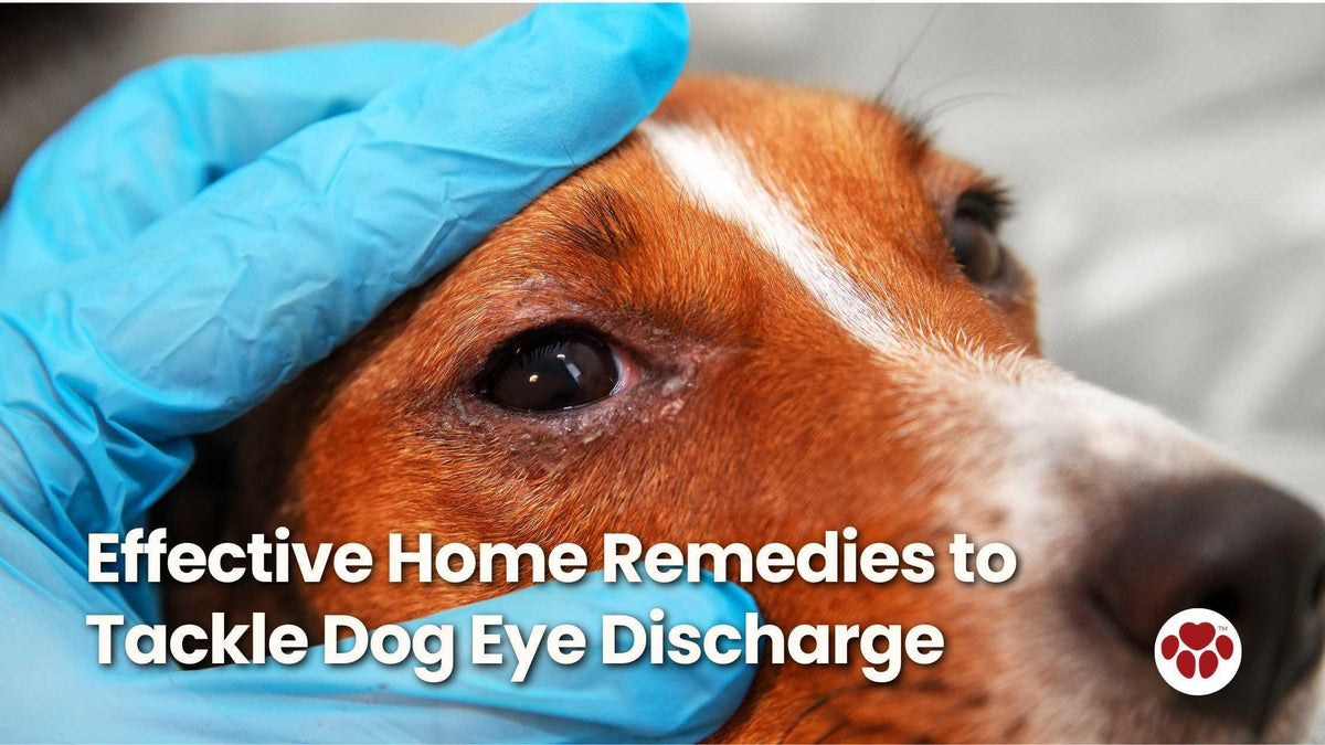 Home remedies for dog eye discharge