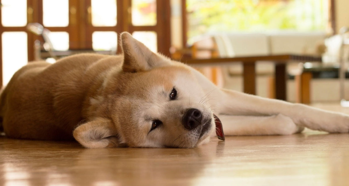 Pyoderma in Dogs