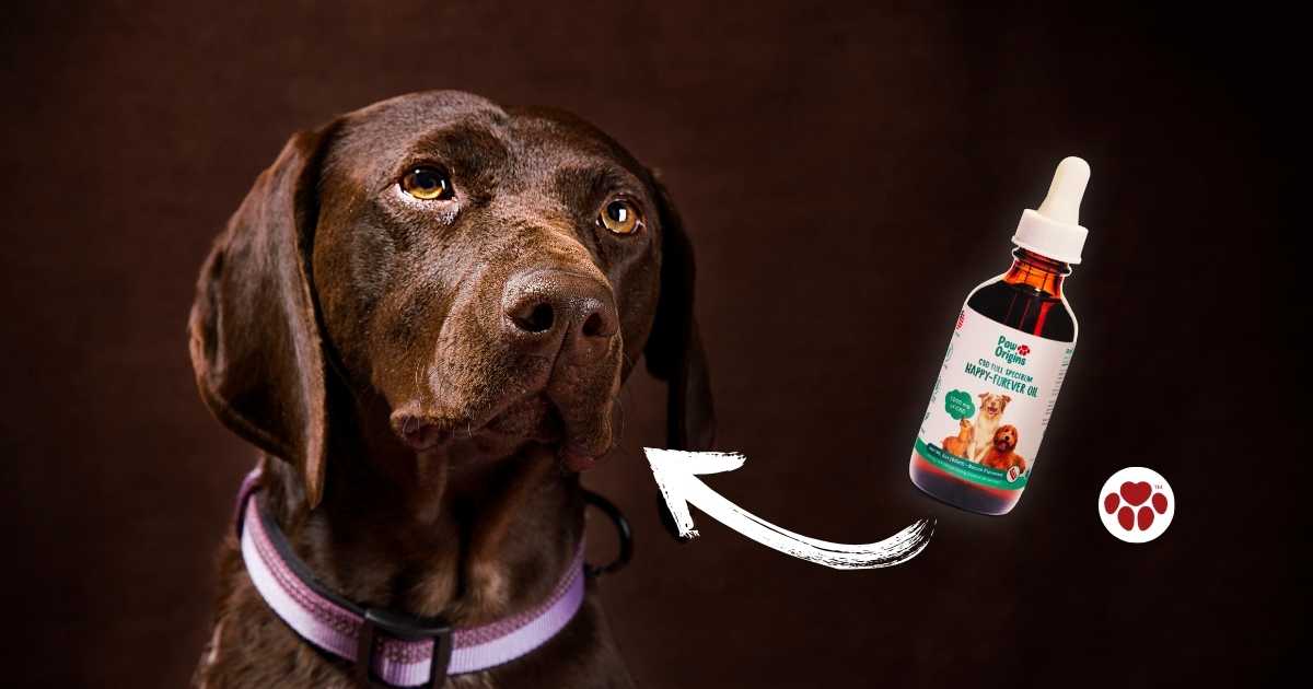 Understand the safety and effectiveness of CBD oil for dogs