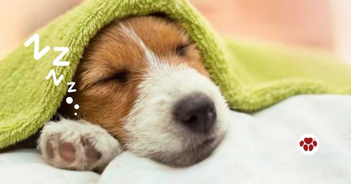 Dog dreams have scientific explanation