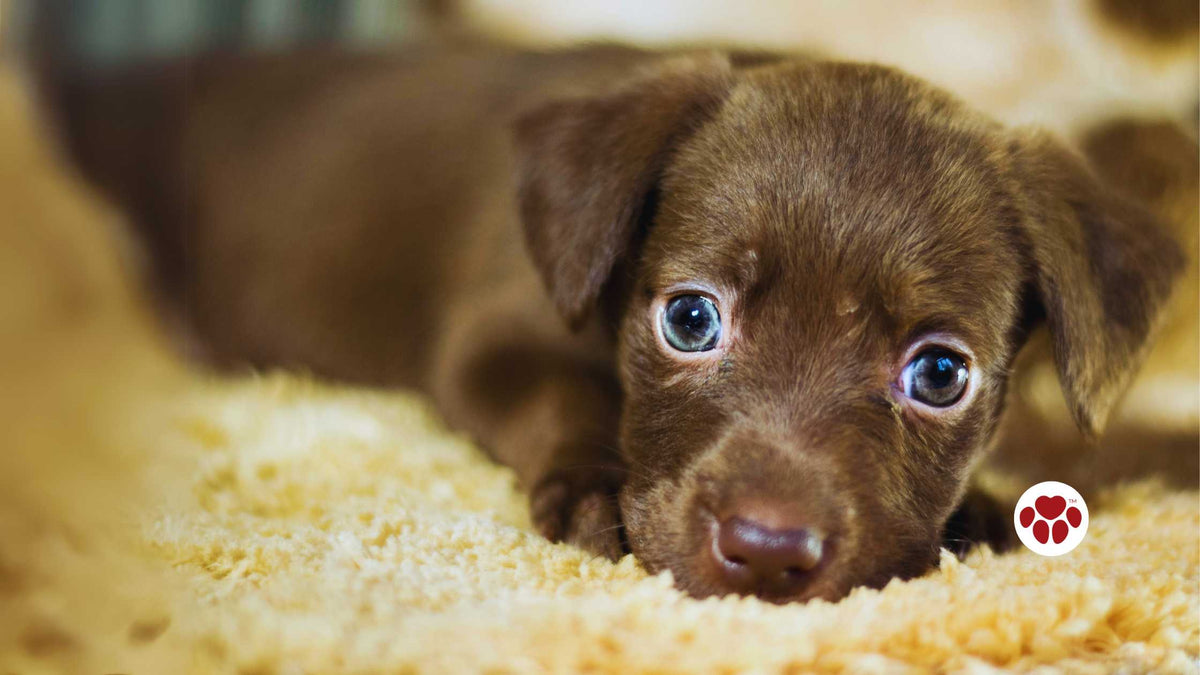 CBD oil for puppies