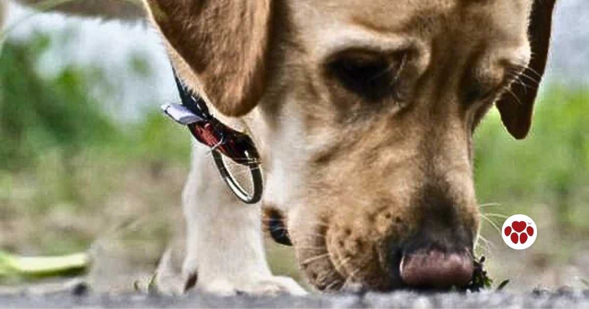 How to help pets with tummy troubles