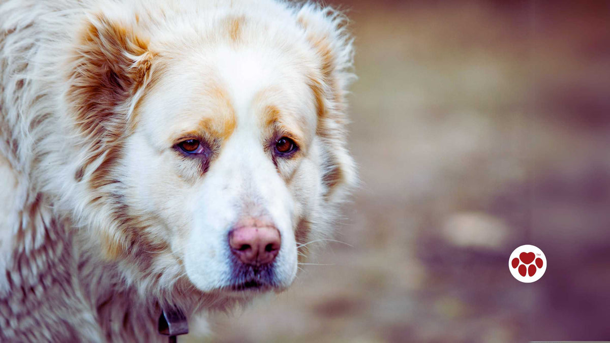Top CBD oil brands for dogs with neurological condition
