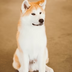 A fluffy Akita dog with cream and light brown fur sits on a tan floor, looking slightly to the side with ears perked up.
