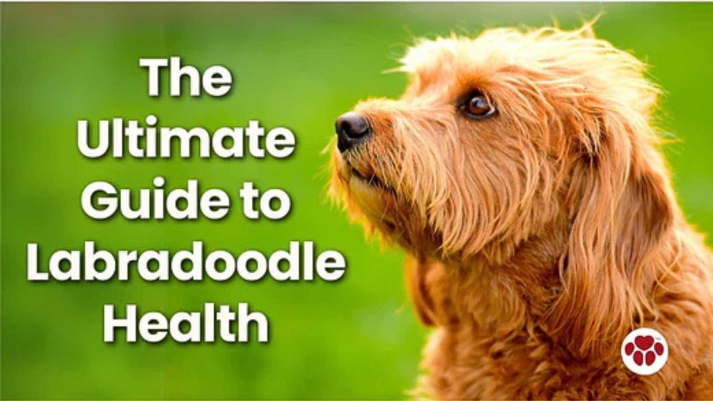 Caring for Labradoodle