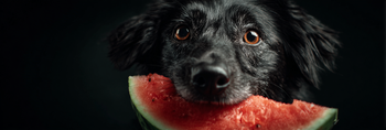 Can Dogs Eat Watermelon