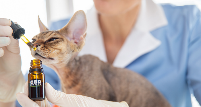 Best cbd for cats