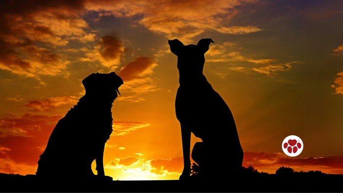 Learn about female dog's heat cycle