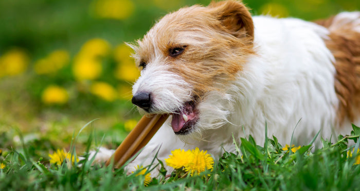 Best dog chews