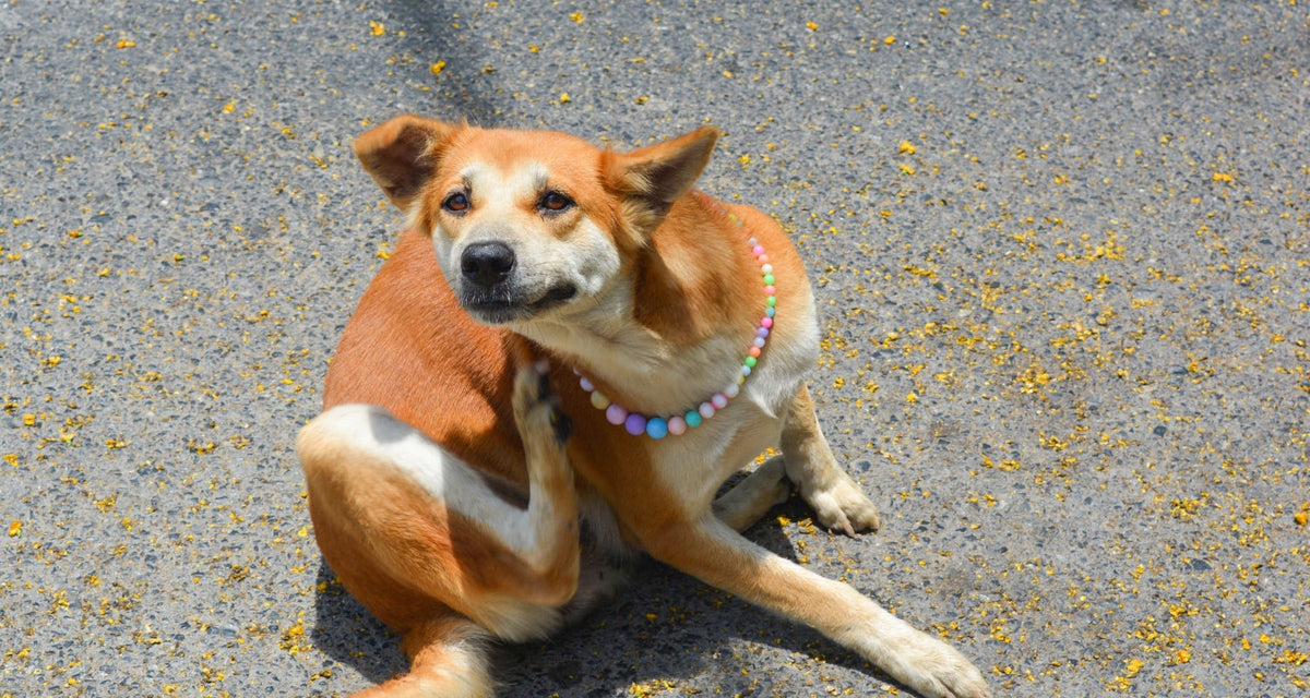 CBD balm benefits for dogs