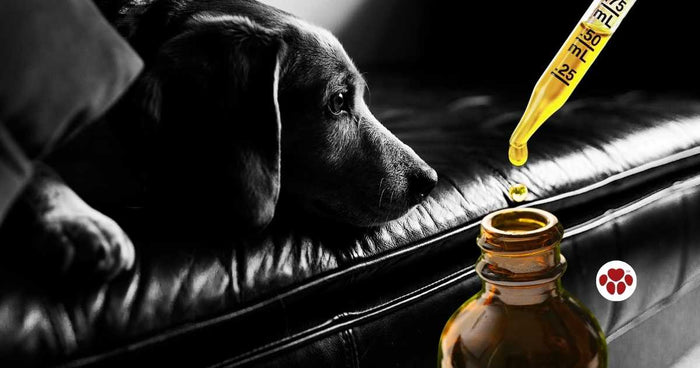 CBD oil for dogs with anxiety 