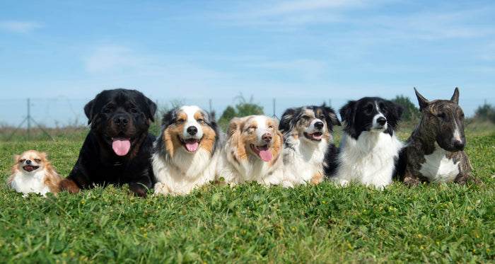 CBD oil for large dogs