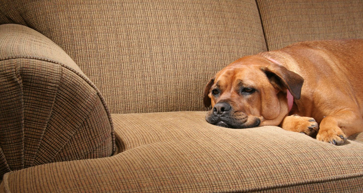 constipation can cause dogs a lot of discomfort