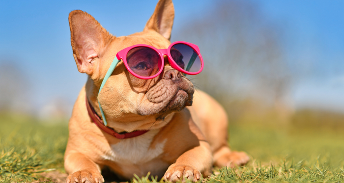 Dog eye stye