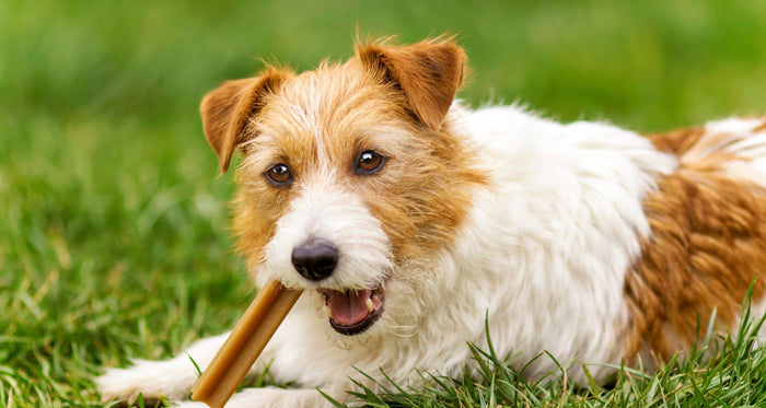 dog that suffers from anxiety