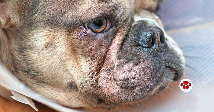 Dog with eye stye