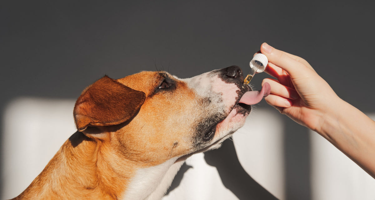 Full Spectrum vs Broad Spectrum CBD for Dogs