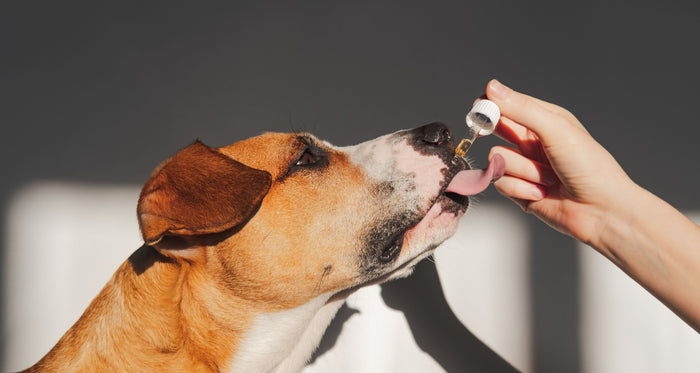 Full Spectrum vs Broad Spectrum CBD for Dogs
