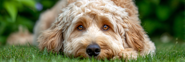 Labradoodle Life Span