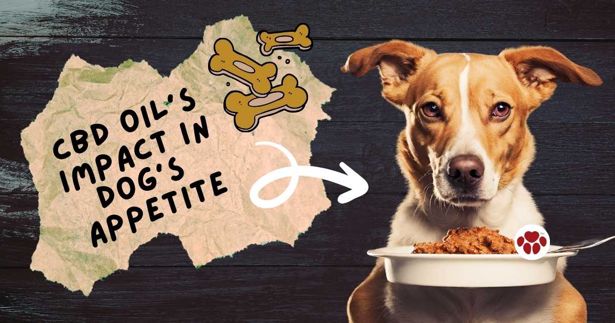 CBD oil can help revive dog's appetite