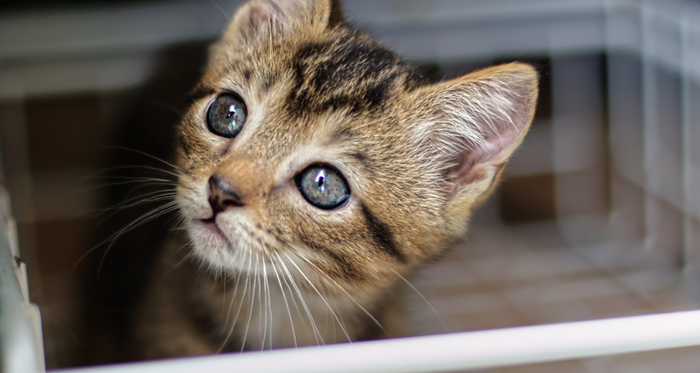 Salmon oil for cats