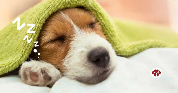 Dog dreams have scientific explanation