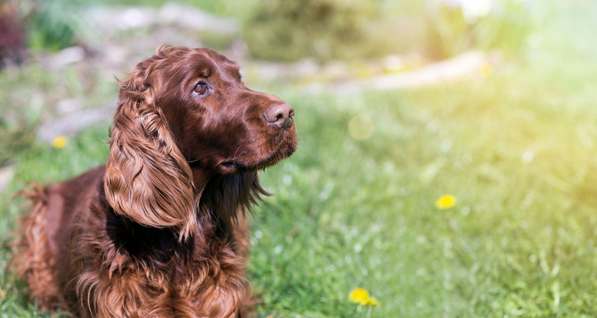 Staph infection in dogs