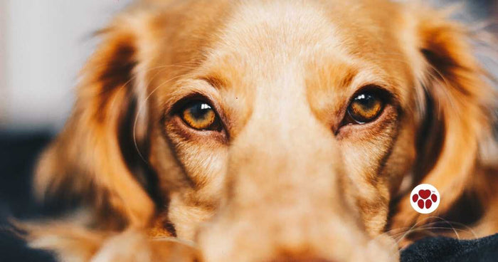 CBD oil for dogs with lymphoma