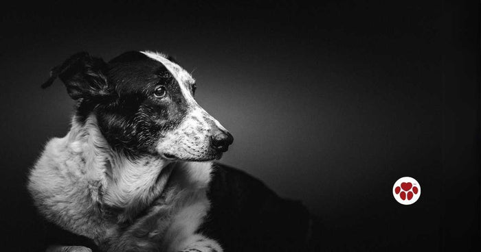CBD oil for dog's cancer care